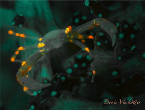 crab fluo dive by Doris Vierkötter 
